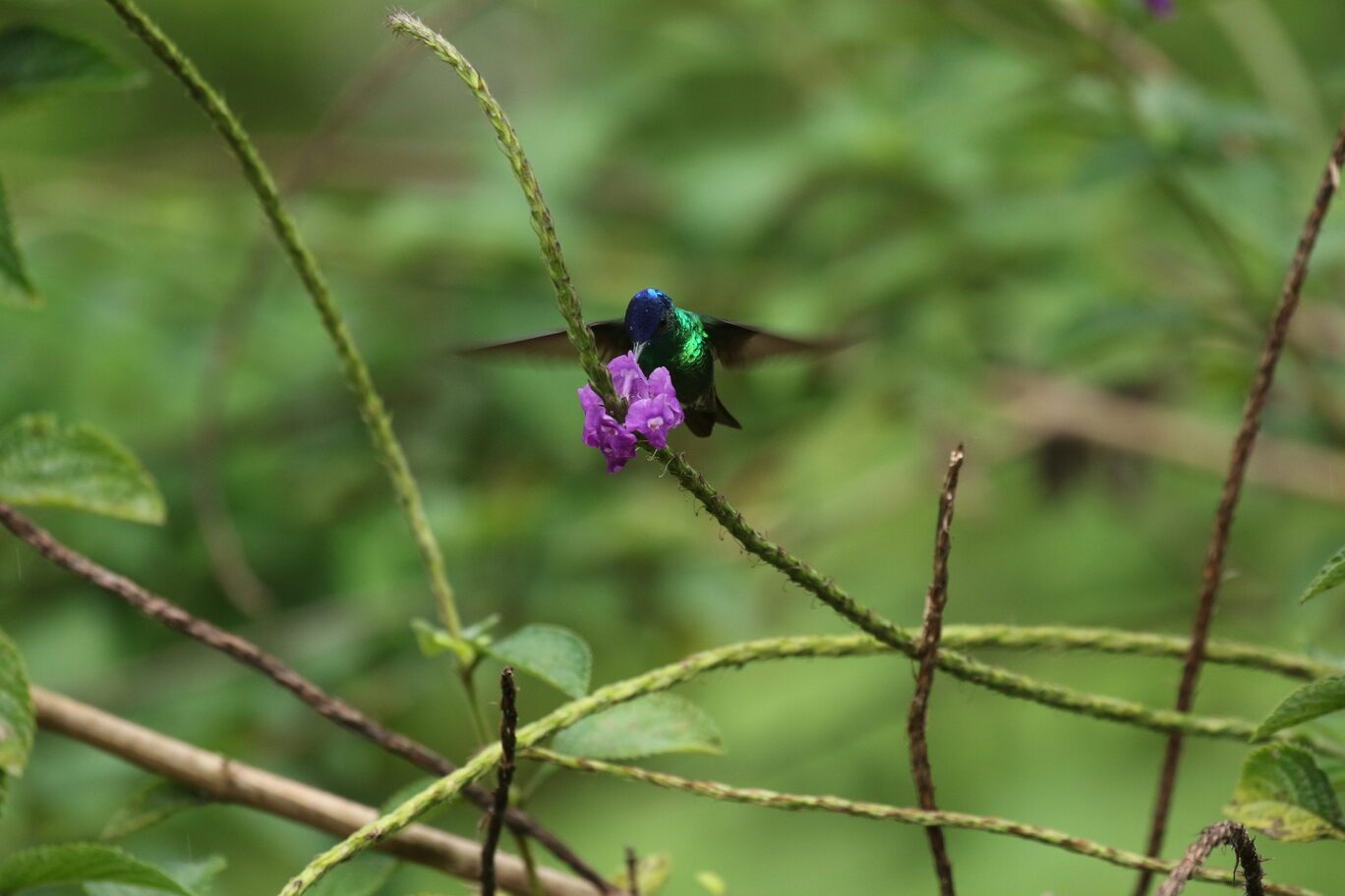 GOLDEN-TAILED SAPPHIRE